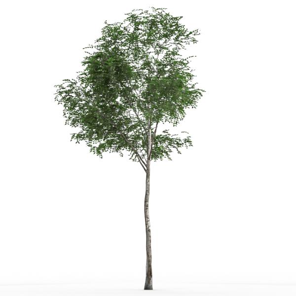 Tree 3D Model - دانلود مدل سه بعدی درخت - آبجکت سه بعدی درخت - دانلود آبجکت سه بعدی درخت -دانلود مدل سه بعدی fbx - دانلود مدل سه بعدی obj -Tree 3d model free download  - Tree 3d Object - Tree OBJ 3d models - Tree FBX 3d Models - 